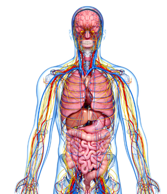 anatomía - estudiar el cuerpo humano con una aplicación