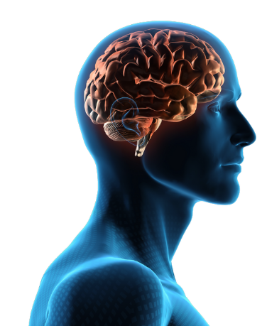 biodigital - estudiar el cuerpo humano con una aplicación