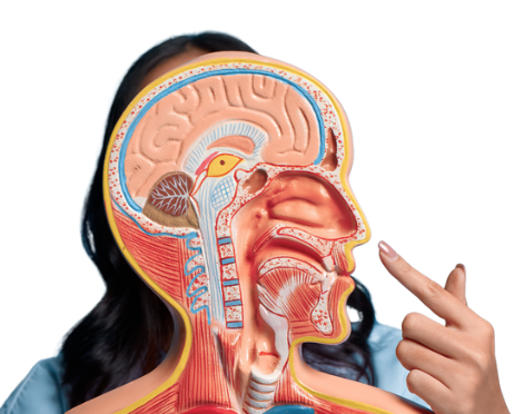 bioscopio - estudiar el cuerpo humano con una aplicación